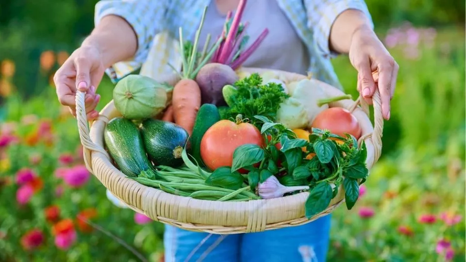 Afbeelding Moestuin in september: oogsten, plukken en stekken