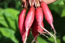 Oosterse radijs: zaaien als de zomer doorloopt