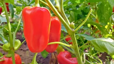 Paprika kweken vraagt geduld én een zonnige plek