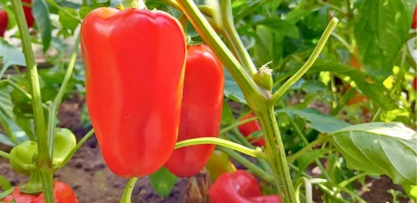 Paprika kweken, verzorgen en oogsten: alles over zelf opkweken