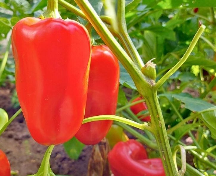 Paprika kweken, verzorgen en oogsten: alles over zelf opkweken
