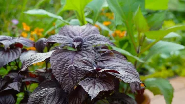 Perilla: een smaakvolle verrassing voor je eetbare tuin