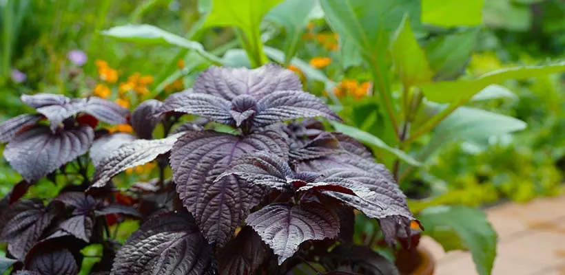 Perilla: een smaakvolle verrassing voor je eetbare tuin