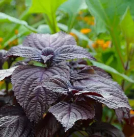 Perilla: een smaakvolle verrassing voor je eetbare tuin