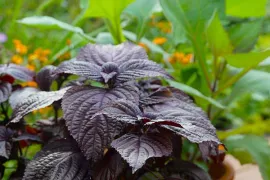 Perilla: een smaakvolle verrassing voor je eetbare tuin