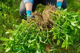 Vaste planten scheuren: zo doe je dat (video)