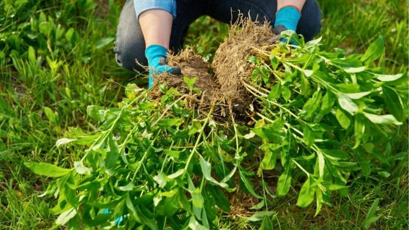 Tuinklussen in april: 17 dingen die je nu kunt doen in de tuin