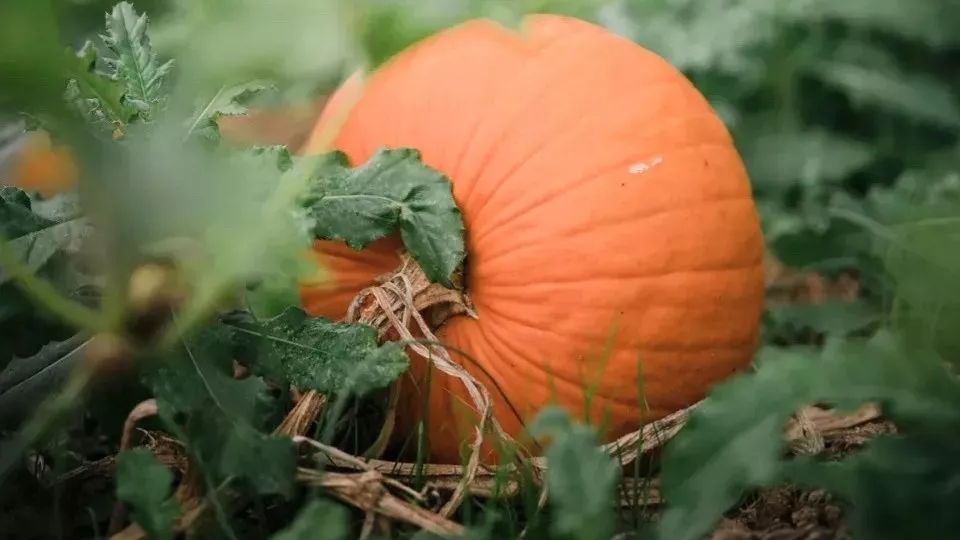 Afbeelding Pompoen kweken: starten in april, oogsten in september