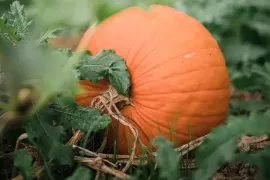 Pompoen kweken: starten in april, oogsten in september