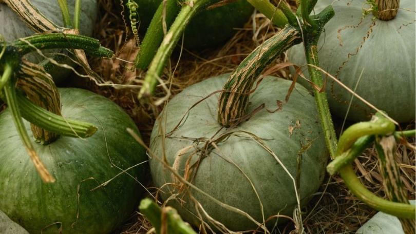 Pompoen kweken: starten in april, oogsten in september