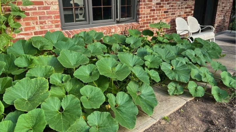 Pompoen kweken: starten in april, oogsten in september