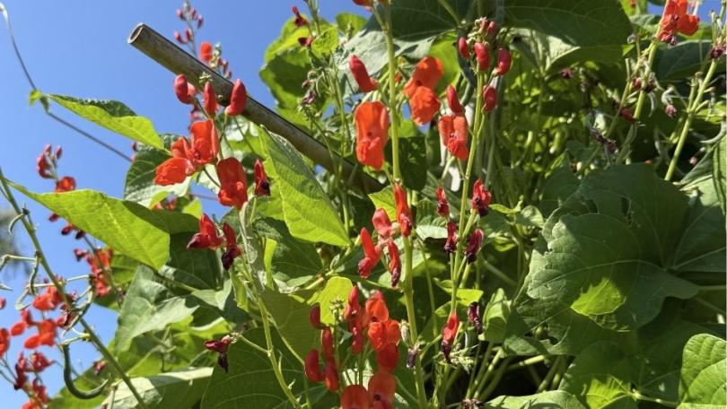 Tuinklussen in mei: 21 x aan de slag in je tuin