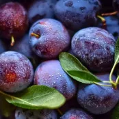 Pruimenbomen snoeien