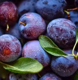 Pruimenbomen snoeien