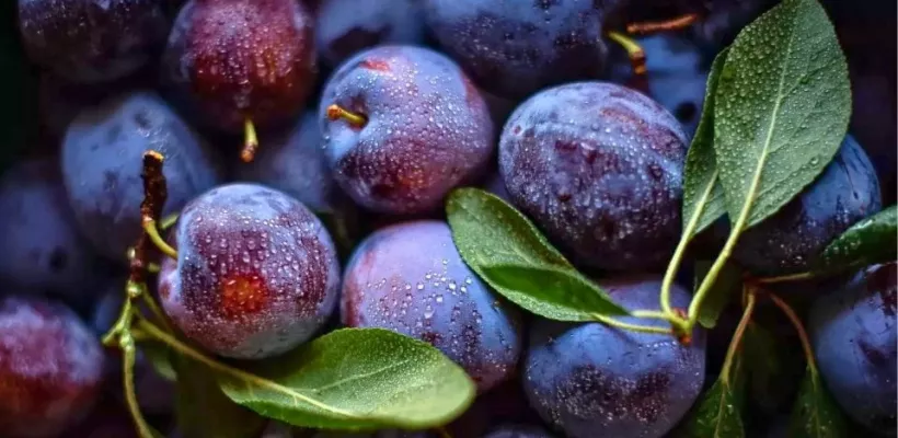 Pruimenbomen snoeien