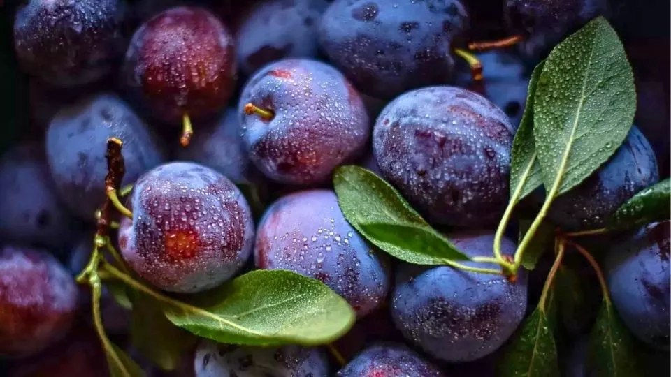 Afbeelding Pruimenbomen snoeien