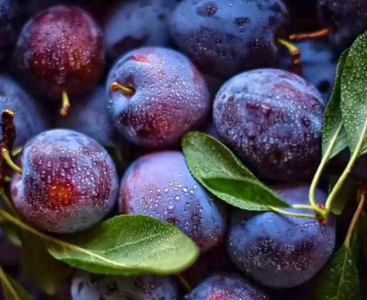 Pruimenbomen snoeien