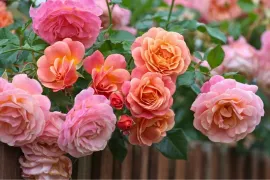 Wanneer rozen snoeien? In maart, maar later kan ook
