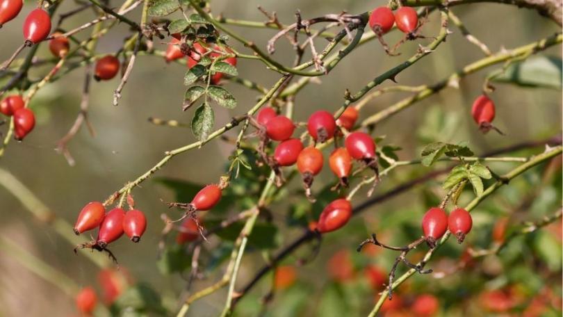 Rozen winterklaar maken: stop in augustus met bemesten