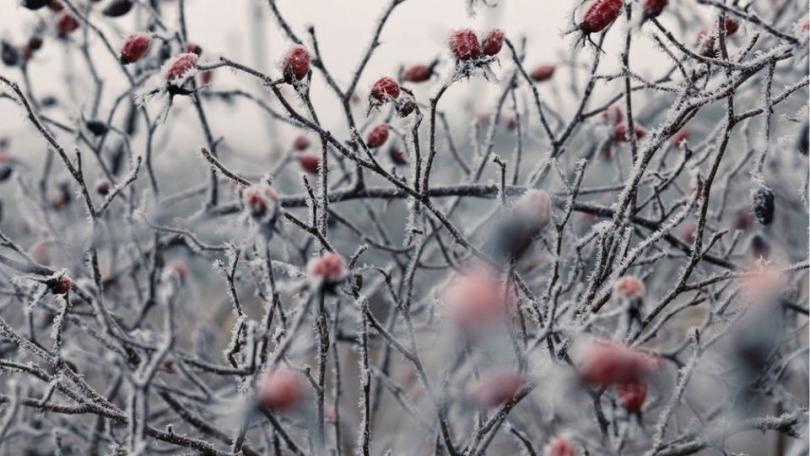 Wanneer rozen snoeien? In maart, maar later kan ook