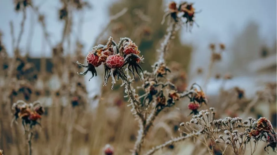 Afbeelding Rozen winterklaar maken: stop in augustus met bemesten