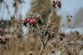 Rozen winterklaar maken: stop in augustus met bemesten