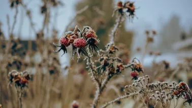 Rozen winterklaar maken: stop in augustus met bemesten