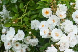 Feestroos Rosa ‘Groei & Bloei’: de witte klimroos die twee keer per jaar schittert