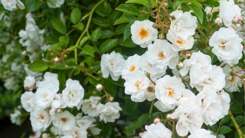 Een sterke klimroos: 5 tips voor gezonde groei en rijke bloei