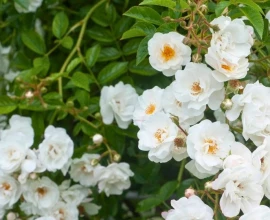 Winnen: Rosa ‘Groei & Bloei’, een witte klimroos die twee keer per jaar schittert