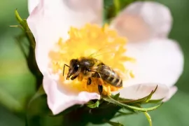 Plant een roos en je tuin gaat leven