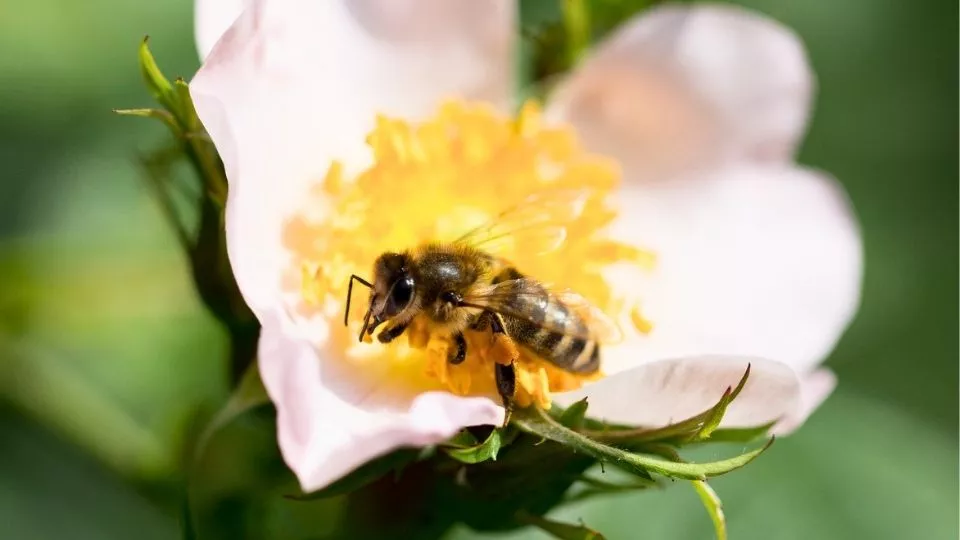 Afbeelding Plant een roos en je tuin gaat leven