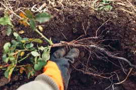 Zo plant je rozen met kale wortel voor een sterke start