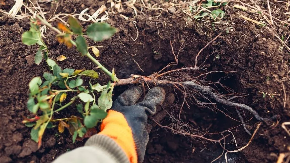 Afbeelding Zo plant je rozen met kale wortel voor een sterke start