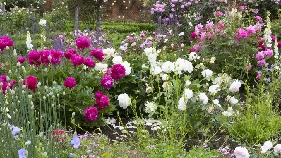 Afbeelding Beplantingsplan Engelse rozentuin: een border vol rozen en bloeiende vaste planten