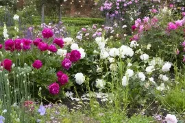 Beplantingsplan Engelse rozentuin: een border vol rozen en bloeiende vaste planten