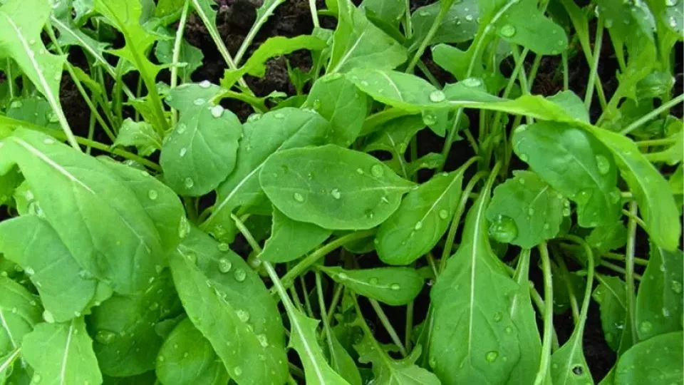 Afbeelding Rucola kweken: snel, sterk en steeds opnieuw oogsten