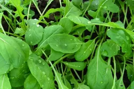 Rucola kweken: snel, sterk en steeds opnieuw oogsten
