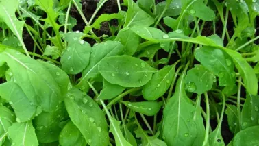 Rucola kweken: snel, sterk en steeds opnieuw oogsten