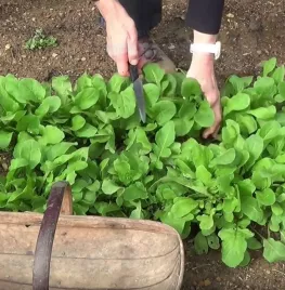 Rucola kweken (video)