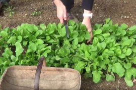 Rucola kweken (video)