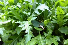 Binnen zaaien in oktober en november: rucola en kiemgroenten