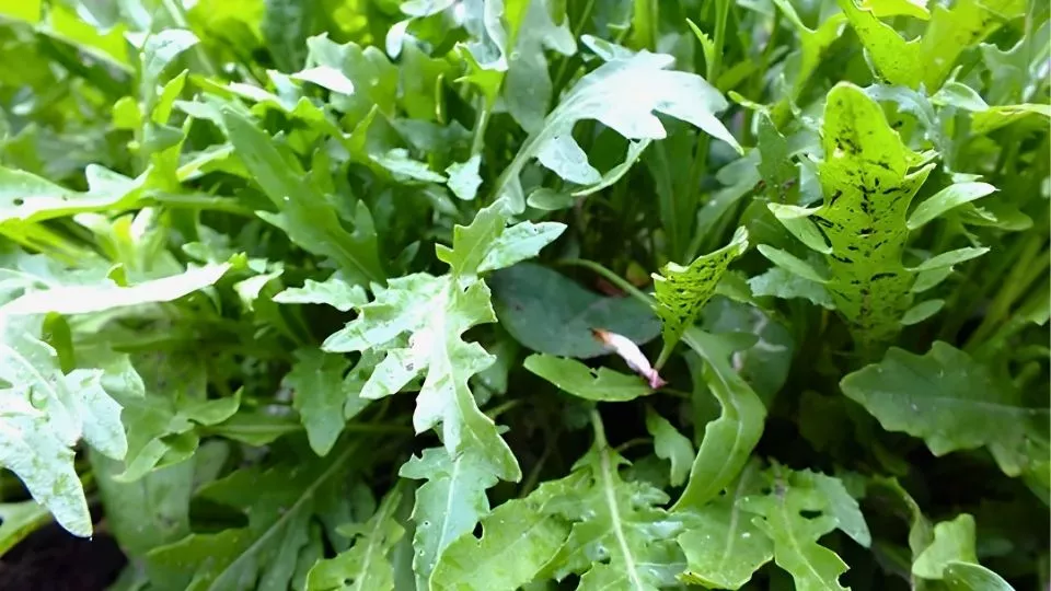 Afbeelding Binnen zaaien in oktober en november: rucola en kiemgroenten