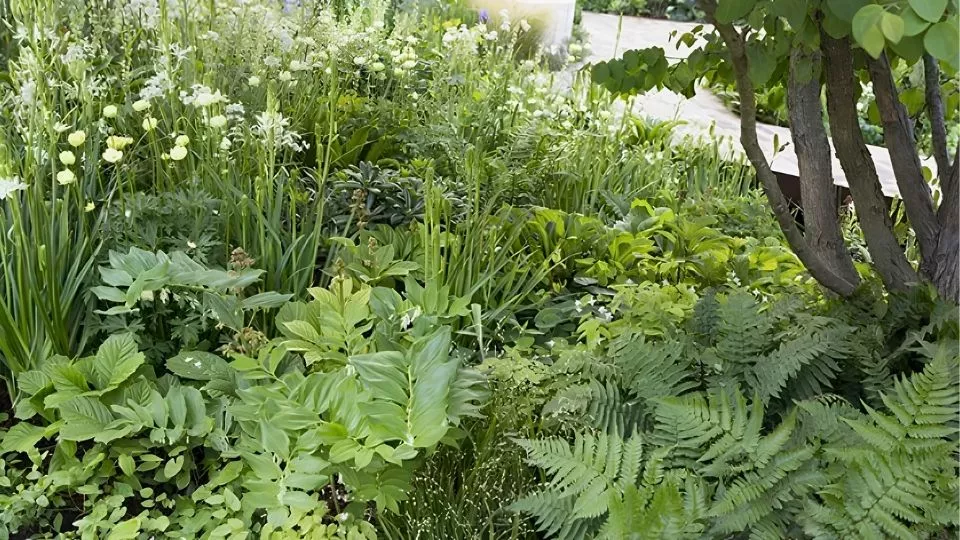 Afbeelding Groen mozaïek: beplantingsplan voor schaduw