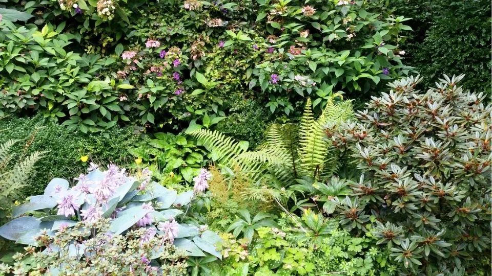 Afbeelding Schaduwplanten kiezen: niet elke schaduw is hetzelfde