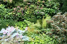 Schaduwplanten kiezen: niet elke schaduw is hetzelfde