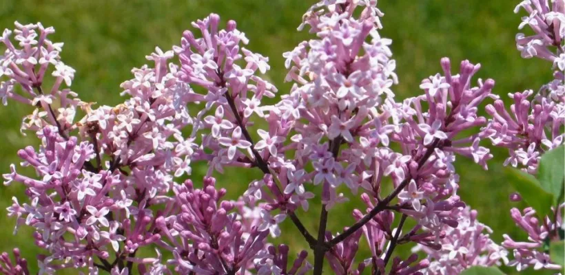 10 rijkbloeiende struiken die je tuin structuur geven