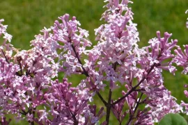 10 rijkbloeiende struiken die je tuin structuur geven