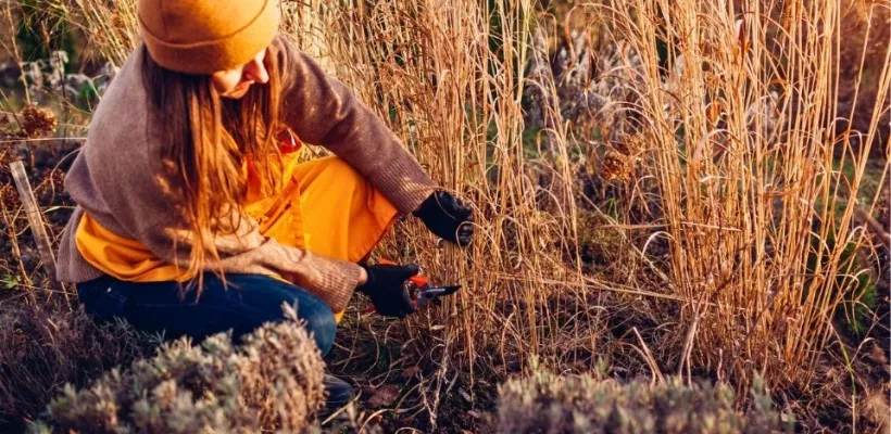 Siergras knippen: haal het jonge spul niet weg (video)