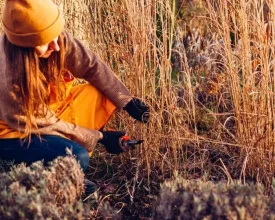 Siergras knippen: haal het jonge spul niet weg (video)